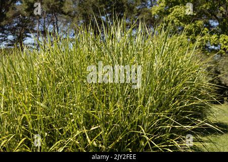 Miscanthus sinensis 'Strictus' porcupine grass. Stock Photo