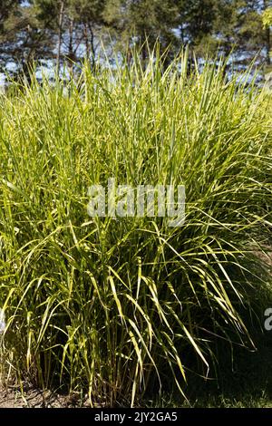 Miscanthus sinensis 'Strictus' porcupine grass. Stock Photo