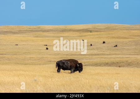 Bison herd grazes on native grassland prairie in South Dakota's Badlands National Park. American buffalo in natural habitat. Stock Photo