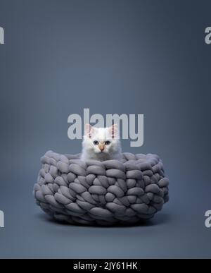 fluffy white siberian kitten sitting in comfortable braided cat bed on gray background with copy space Stock Photo