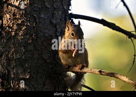 A wild Red Squirrel " Tamiasciurus hudsonicus", feeding on spruce tree cone while sitting branch in rural Alberta Canada Stock Photo