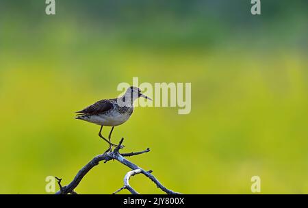 A solitary sandpiper "Tringa solitaria", shore bird walking along a dead tree branch Stock Photo