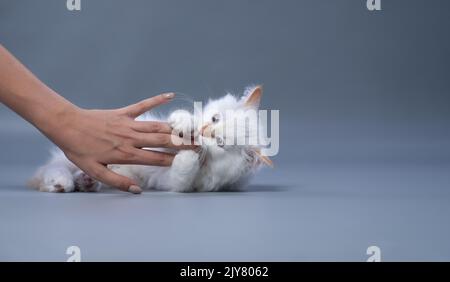 cute fluffy white siberian kitten playing fighting with owner hand on gray background with copy space Stock Photo