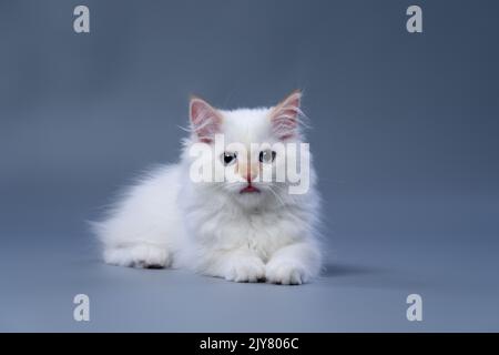 cute fluffy white siberian kitten resting on gray studio background sticking out tongue Stock Photo