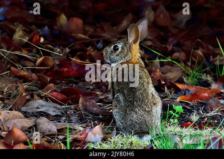 A wild Eastern Cottontail Rabbit "Sylvilagus floridanus", looking back from a grassy area on Vancouver Island British Columbia Canada. Stock Photo