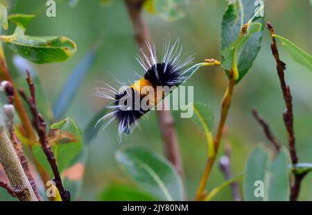 A horizontal image of a banded wooly bear caterpillar feeding on a green leaf in a wildlife habitat in rural Alberta Canada. Stock Photo