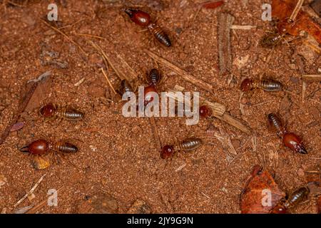 Adult Jawsnouted Termites of the species Syntermes nanus Stock Photo