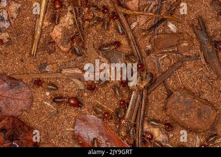 Adult Jawsnouted Termites of the species Syntermes nanus Stock Photo