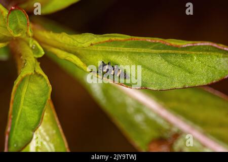 Lady Beetle Larvae of the species Cycloneda sanguinea Stock Photo