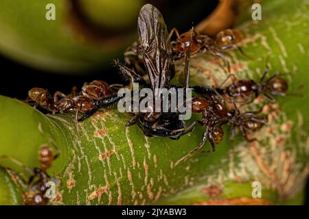 Adult Cecropia Ants of the Genus Azteca attacking an Adult Female Stingless Bee of the Genus Trigona Stock Photo