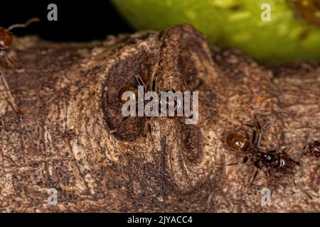 Adult Cecropia Ants of the Genus Azteca Stock Photo