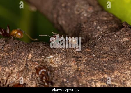 Adult Cecropia Ants of the Genus Azteca Stock Photo