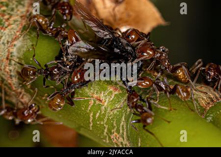 Adult Cecropia Ants of the Genus Azteca attacking an Adult Female Stingless Bee of the Genus Trigona Stock Photo