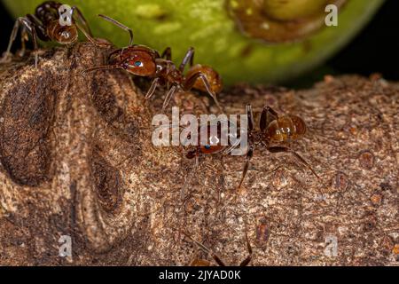 Adult Cecropia Ants of the Genus Azteca Stock Photo