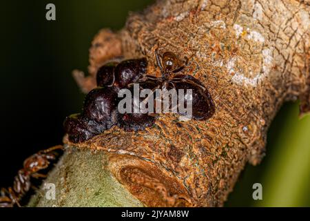 Adult Cecropia Ants of the Genus Azteca and  Scale Insects of the Superfamily Coccoidea Stock Photo