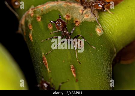 Adult Cecropia Ants of the Genus Azteca Stock Photo