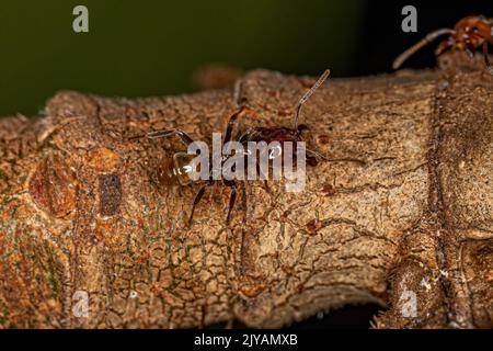 Adult Cecropia Ants of the Genus Azteca Stock Photo