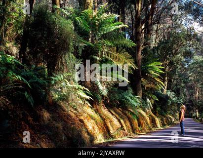 A Woman Admiring the Australian Forest, Victoria, Australia Stock Photo
