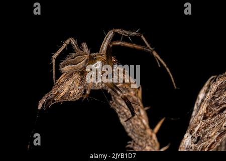 Small Male Typical Orbweaver of the Genus Acacesia Stock Photo