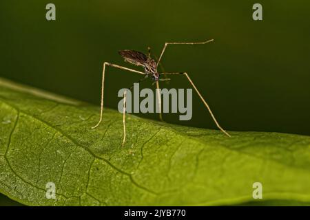 Small Adult Nematoceran Fly of the Suborder Nematocera Stock Photo