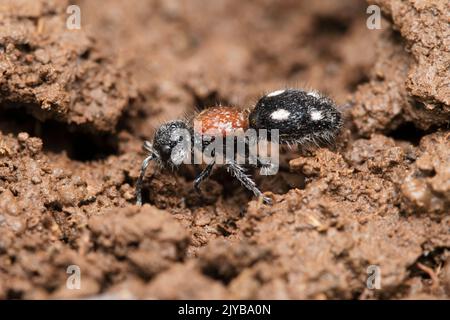 Velvet ant, Dolichomutilla sycorax, Satara, Maharashtra, India Stock Photo