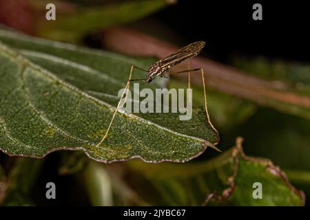 Small Adult Nematoceran Fly of the Suborder Nematocera Stock Photo