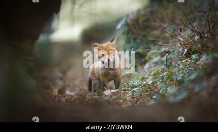 Fox cub explores the world outside its den. Stock Photo