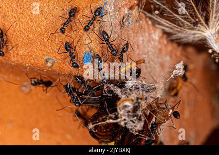 Longhorn Crazy Ants of the species Paratrechina longicornis preying on a Variegated Paper Wasp of the species Polistes versicolor Stock Photo