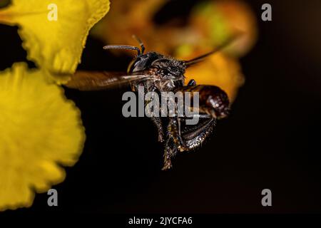 Adult Female Stingless Bee of the Genus Trigona Stock Photo