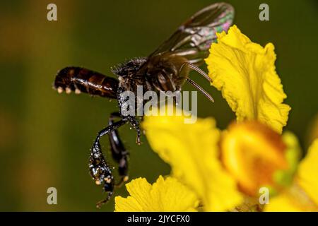 Adult Female Stingless Bee of the Genus Trigona Stock Photo