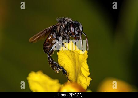 Adult Female Stingless Bee of the Genus Trigona Stock Photo