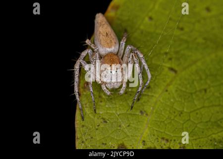 Adult Female Striped Lynx Spider of the genus Oxyopes Stock Photo