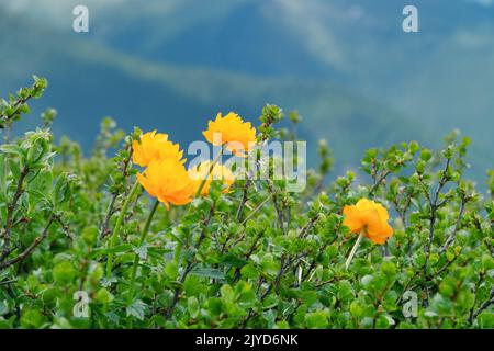 Attractiveness of lush mountain meadows. Altai globeflower (Trollius altaicus, Trollius asiaticus) in Altai mountains, grows in subalpine meadows amon Stock Photo