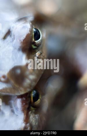 Unusual images of double frog in wet visage. Macro photography soft focus
