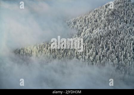 Spruce forests in winter mountains at altitude of 2000 meters above sea level. Oriental spruce (Picea orientalis). Beautiful cotton clouds hang over t Stock Photo