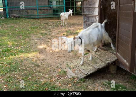 Goat white livestock animal mammal horned agriculture domestic rural, from background green in up for looking eating, isolated outdoors. Horn close Stock Photo
