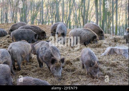 Wild boars in a large group wallow in the forest Stock Photo