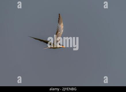 Indian river  tern flying in the blue sky Stock Photo