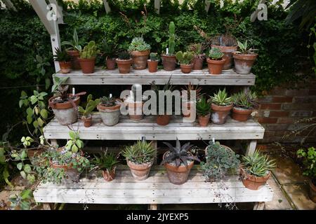 Cacti in the garden Stock Photo