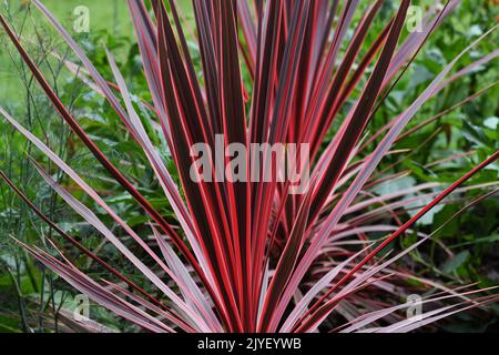 Phormium Maori Sunrise Stock Photo