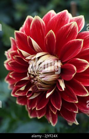 Dahlias in bloom Stock Photo