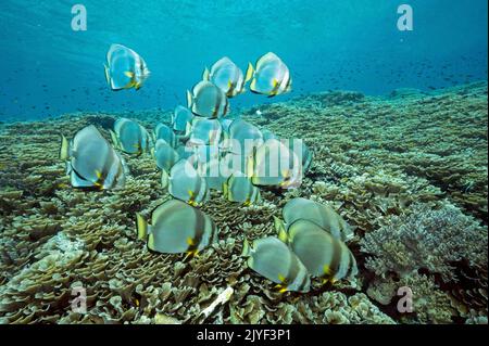 Bat fishes, Platax teira, over foliose corals, Montipora foliosa, Raja Ampat Indonesia. Stock Photo