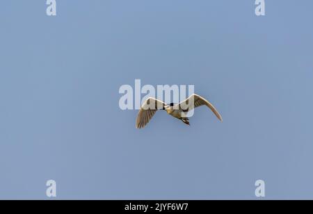Indian river  tern flying in the blue sky Stock Photo