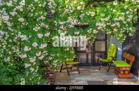 White flowring rambler rose bush at a house front door Stock Photo
