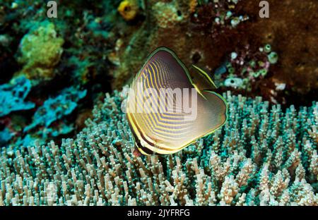Eastern triangular butterflyfish, Chaetodon baronessa, Raja Ampat Indonesia. Stock Photo