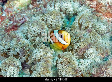 Clark anemonefish, Amphiprion clarkii, in a beaded sea anemone, Raja Ampat Indonesia. Stock Photo
