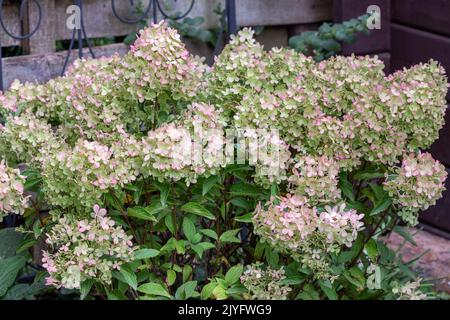 hydrangea paniculata Whitelight in garden Stock Photo
