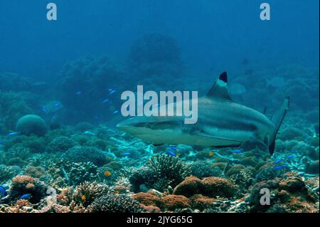 Blacktip reef shark, Carcharhinus melanopterus, Raja Ampat Indonesia Stock Photo