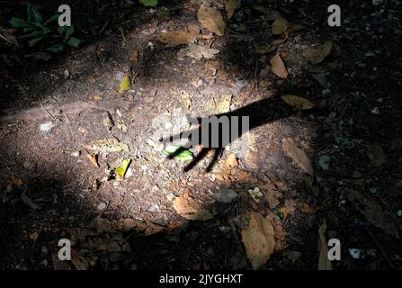 shadow of hand in woodland setting Stock Photo