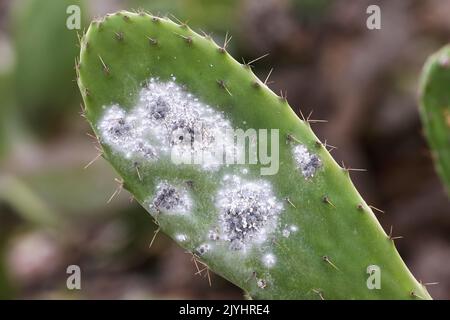 cochineal (Dactylopius coccus), groups of females on opuntia leaf, Canary Islands, Lanzarote Stock Photo